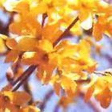 Forsythia Fructus Extract